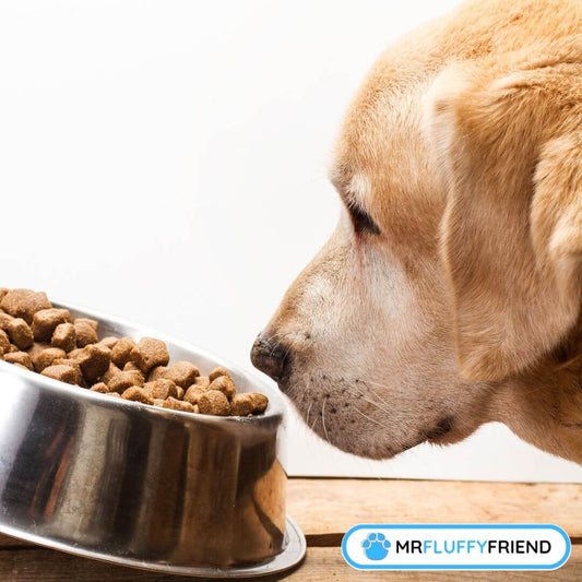 warum schnüffelt mein Hund am Futter und geht dann einfach weg