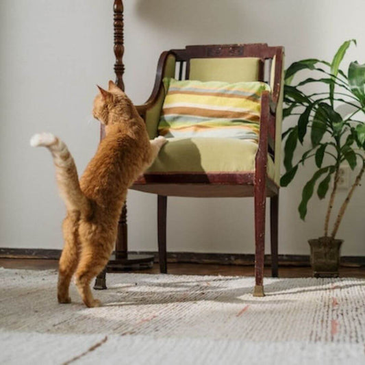 Katzenkratzer