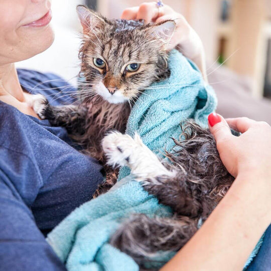 Katze ohne Wasser putzen