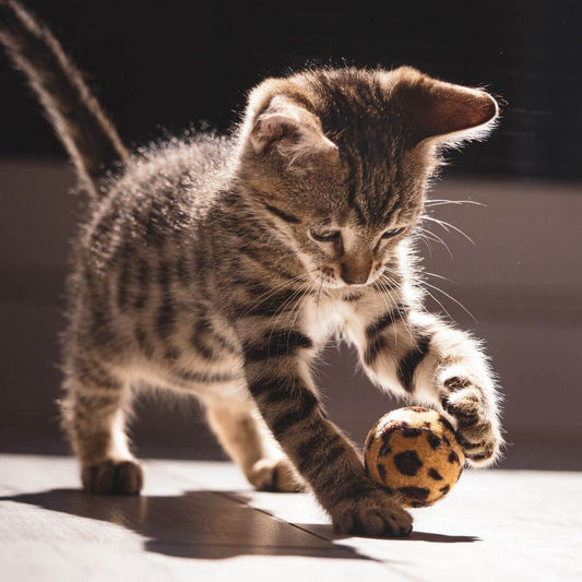 Wie man eine hyperaktive Katze beruhigt
