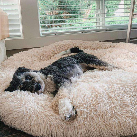 Hund schläft gemütlich auf einem flauschigen apricotfarbenen Hundebett